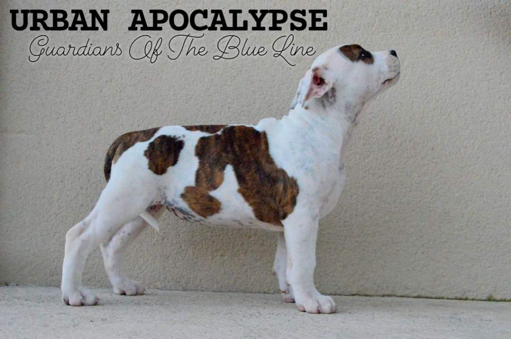 Guardians Of The Blue Line - Chiot disponible  - American Staffordshire Terrier
