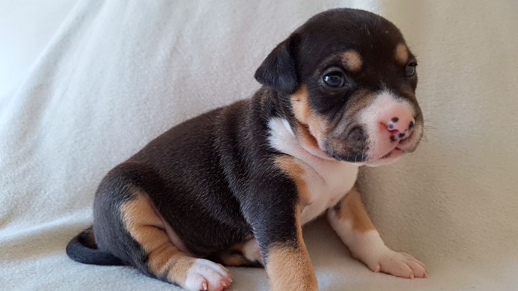 Guardians Of The Blue Line - Chiots disponibles - American Staffordshire Terrier
