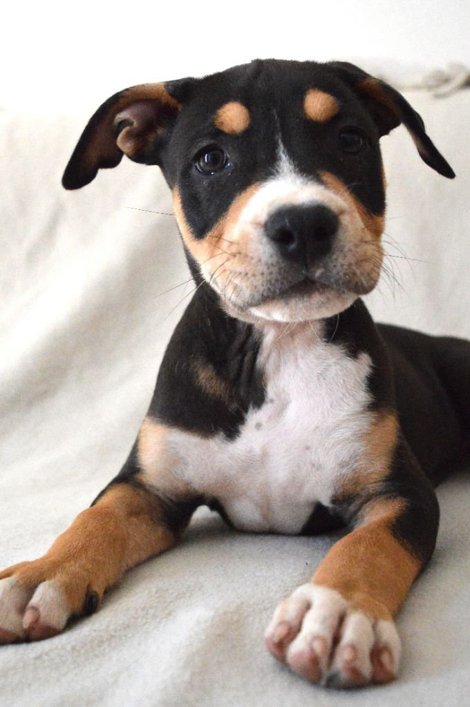 Guardians Of The Blue Line - Chiots disponibles - American Staffordshire Terrier