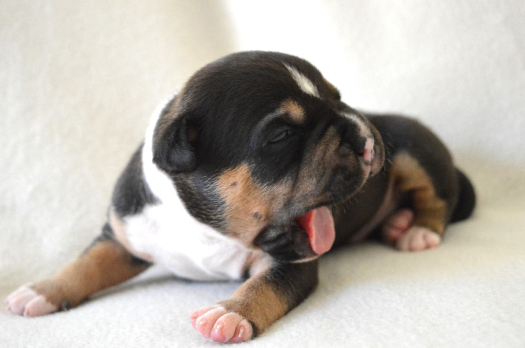 Guardians Of The Blue Line - Chiots disponibles - American Staffordshire Terrier