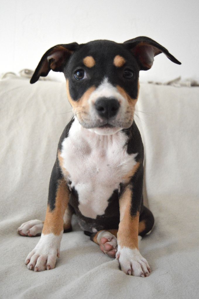Guardians Of The Blue Line - Chiots disponibles - American Staffordshire Terrier