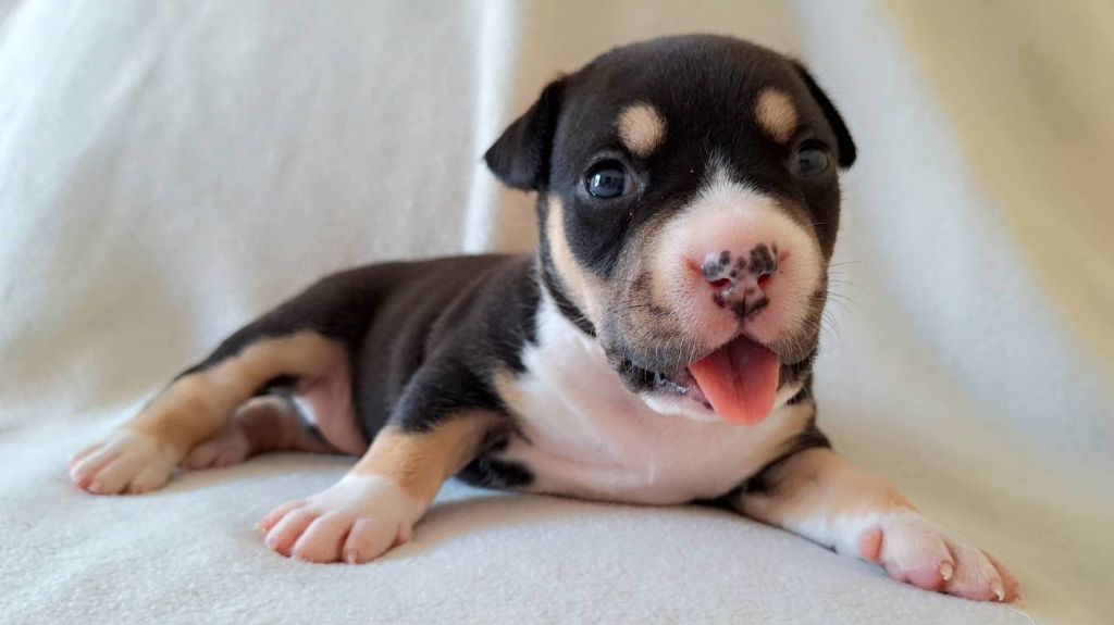 Guardians Of The Blue Line - Chiots disponibles - American Staffordshire Terrier
