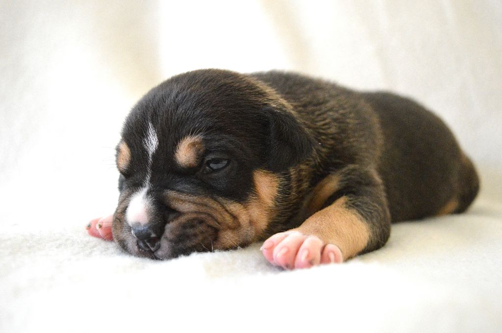 Guardians Of The Blue Line - Chiots disponibles - American Staffordshire Terrier