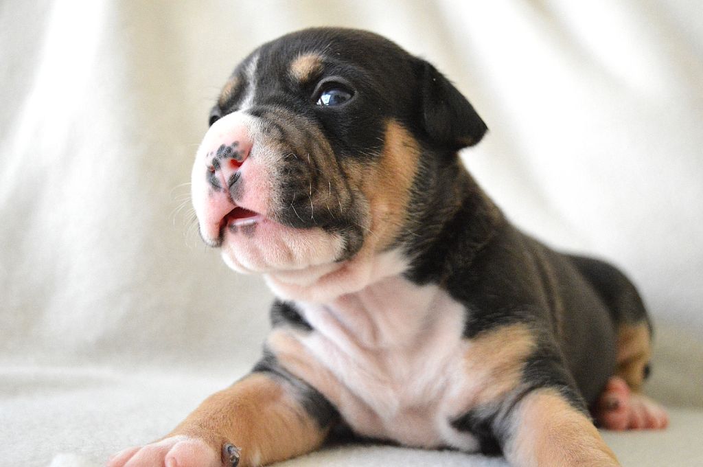 Guardians Of The Blue Line - Chiots disponibles - American Staffordshire Terrier