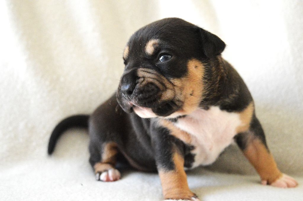 Guardians Of The Blue Line - Chiots disponibles - American Staffordshire Terrier