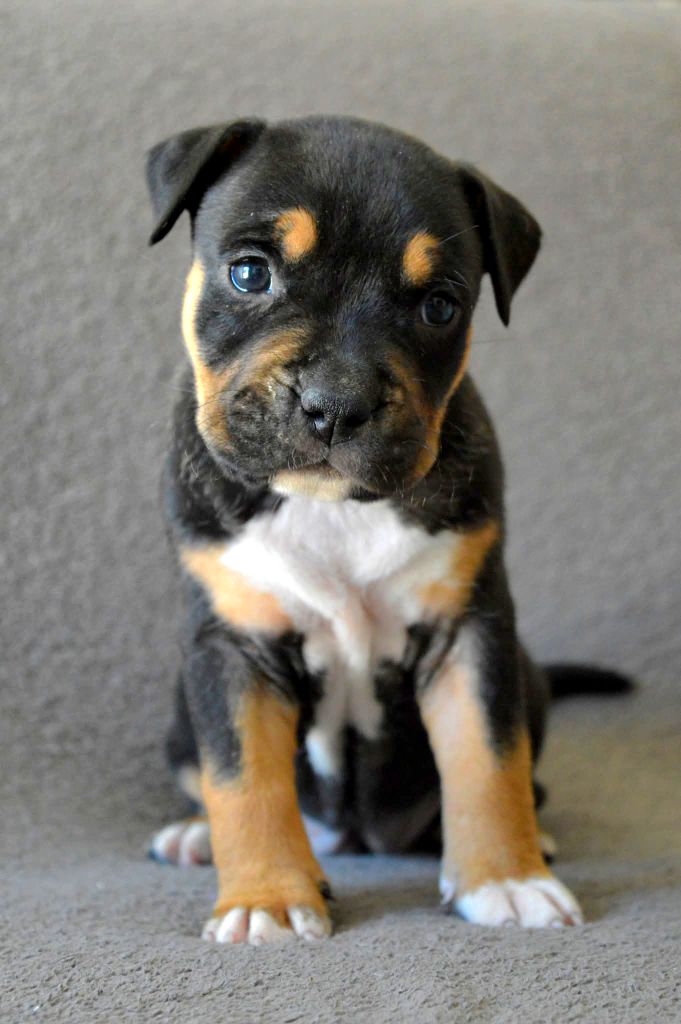 Guardians Of The Blue Line - Chiots disponibles - American Staffordshire Terrier