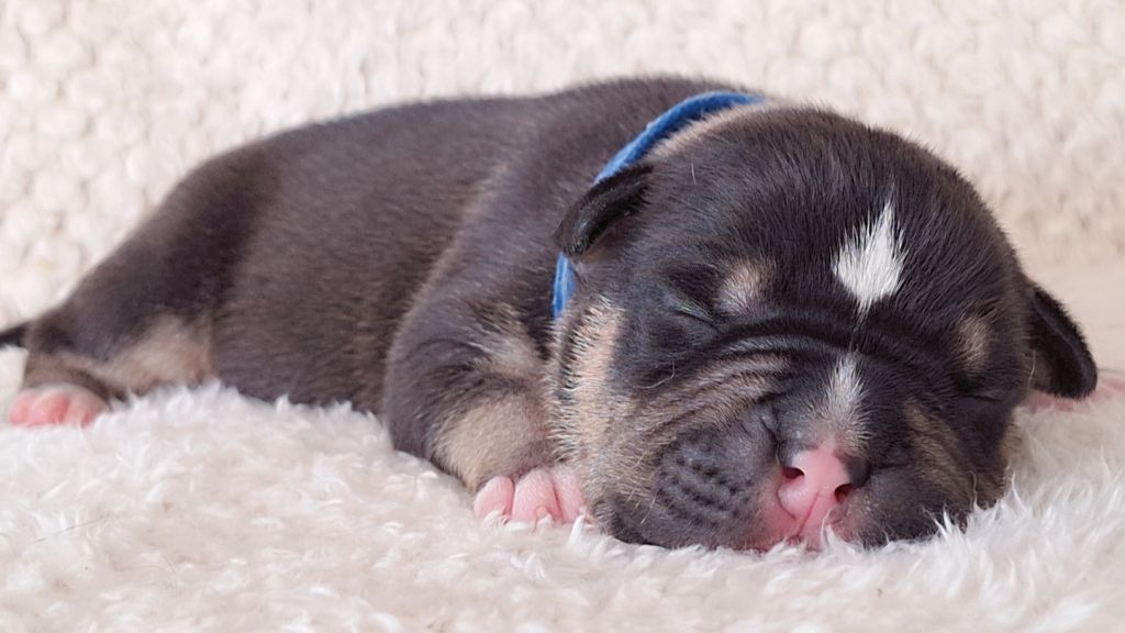 Chiot American Staffordshire Terrier Guardians Of The Blue Line